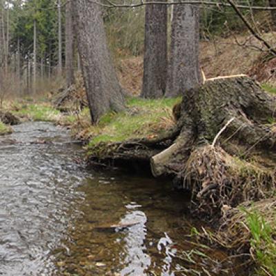 Bilder Forstarbeiten